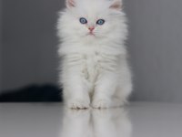 Full Şecereli Teslime Hazır Dişi British Longhair