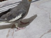 Akıllı Sultan Papağanı Paşa Elde Beslenmiş