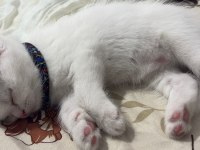 Beyaz British Longhair Yavru Erkek Kedisi