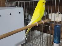 Jumbo Muhabbet Kuşu