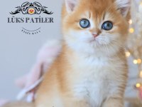 Altın Parlaklığında Golden British Shorthair
