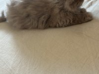 Dünyalar Tatlısı Scottish Straight Kızımız