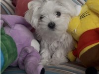 Safkan 0 Numara Kore Maltese