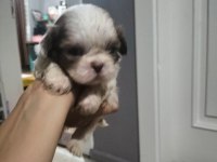 Shih Tzu Dişi Erkek 0 Numara Yavrular