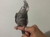 6 Adet Yeme Düştü Kaçırılmayacak Fırsat Rengarenk Kuşlar