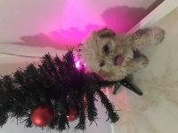 Teacup Maltipoo Dişi Yavrum