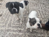 French Bulldog 9 Aylık