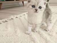 Oyuncu Scottish Fold Yavru 2 Aylık