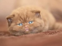 Kakao tüy mucizesi chocolate british shorthair yavrumuz