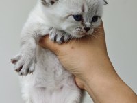 Scottish Blue Point Chocolate Point Yavruları