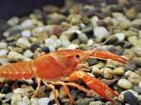 A kalite kerevit istanbul