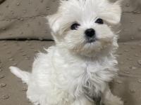 En ufak boy maltese yavrular