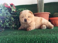 Sevimli Chow Chow Cinsi Yavrular