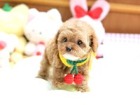 Toy poodle yavrularım ücretsiz değildir