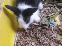 Hollanda lop tavşan yavrusu