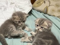 British Ve Scottish Shorthair Kediler