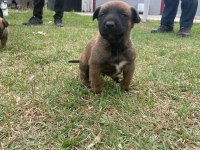 1 aylık belçika malinois yavru