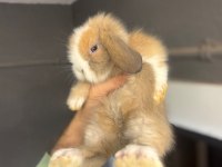 Hollanda Cüce Ve Mini Lop Tavşan Her Yere Gönderim Var
