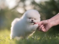 Pomeranian boo teddy bear yavrularımız