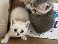 Minnak sevecen ve oyuncu british shorthair