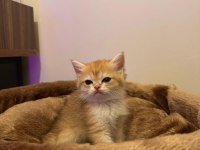 Golden yeşil mavi göz mükemmel bebek kedilerim