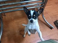 Şivava Köpeğimiz Yeni Yuva Arıyor