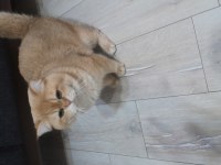 Yetişkin British Golden Ny 12