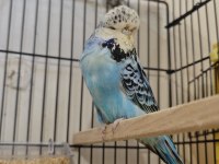 Show Erkek Dişi Muhabbet Kuşlarımız