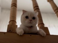 Scottish Fold Asalet Kedimize Yuva Arıyoruz