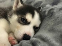 Husky Mavi Gözler İle Kalpleri Çalar