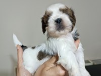Yetiştirici Aileden Show Line Shih Tzu Yavruları