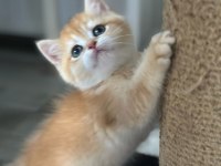 Golden Pofuduk Bir British Kız