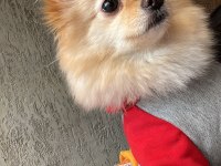 Eğitimli Pomeranian