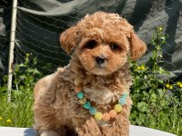 Maltipoo Dişi Köpeğimiz