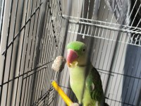 9 aylık erkek alexander