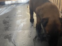 A Kalite Belçika Kurdu Yavrularım