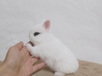 Orjinal Cüce Tavşanlar