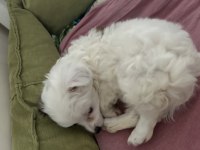 Alerjim Sebebiyle Minik Bebek Köpeğimiz Yuva Arıyor Acil