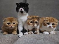 Uygun koca kafalı scottish fold yavruları