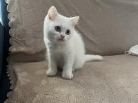 British Shorthair Güzel Kız
