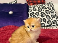 Mükemmel güzellikte dişi british longhair golden