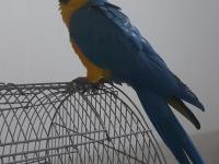 Macaw Papağanım Paşamı Sahiplendiriyorum