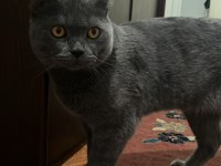 1 Yaşında Erkek Bal Göz British Shorthair