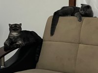 6 Aylık Safkan Scottish Fold Evde Üretim