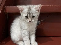 British shorthair 2 aylık yavrumuz