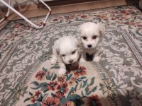 Xs Maltese Bebeklerimiz