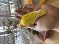 El Besleme Evcil Bebek Papağanlar