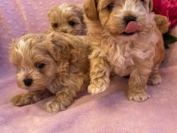 Maltipoo Mini Teacup Yavrularımız