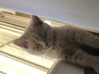 British shorthair kül rengi yavru kedimiz