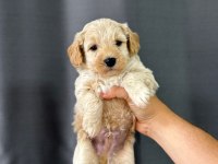 Yavru Maltipoo Köpeği